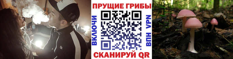 Купить закладки  Ессентукская  Псилоцибиновые грибы мухоморы 