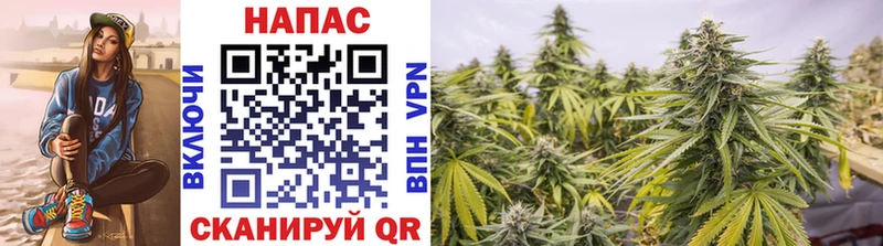 Бошки марихуана ГИДРОПОН Ессентукская